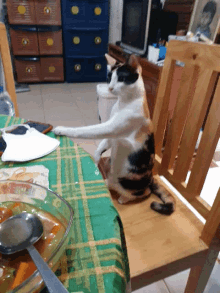 Cat Table GIF