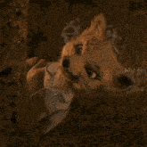 a close up of a fox wearing a white jacket