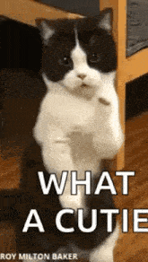 a black and white cat standing on its hind legs with the words `` what a cutie '' written above it .