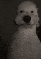 Doug Sheepadoodle GIF - Doug Sheepadoodle Dog GIFs
