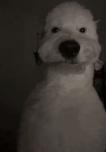 doug-sheepadoodle.png