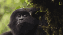 Eating Young Orphaned Gorillas See Their Adorable Bond With Park Rangers GIF