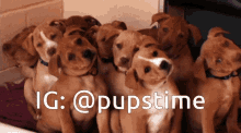 Dogs Puppy GIF - Dogs Puppy Canine GIFs