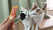 Catsablanca Cats Licking Each Other GIF - Catsablanca Cats Licking Each Other Cats Kissing GIFs