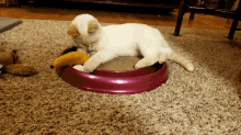 Pew Cat GIF - Pew Cat Kitten GIFs