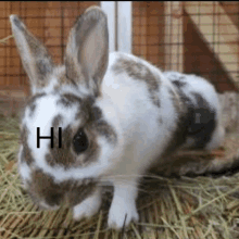 Hi Cawet Bunny GIF - Hi Cawet Bunny GIFs