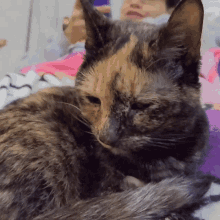 Cat Tortie GIF - Cat Tortie Plotting GIFs