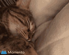 Moumiche Aww GIF - Moumiche Aww Cat GIFs