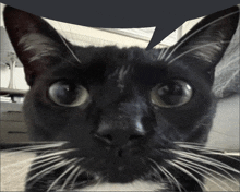 Speech Bubble Silly Cat GIF - Speech Bubble Silly Cat GIFs