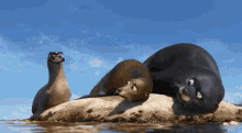Gerald Findingdory GIF - Gerald Findingdory Seal GIFs
