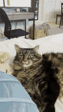Unimpressed Cat GIF - Unimpressed Cat GIFs