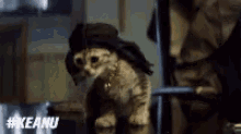 Keanu Cat GIF - Keanu Cat Durag GIFs