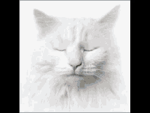 Cats White Cat GIF - Cats White Cat Blinking GIFs