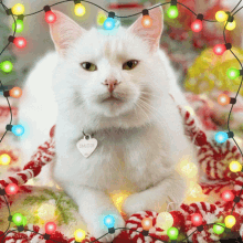 Smudge Smudge Cat GIF - Smudge Smudge Cat Smudge Christmas GIFs