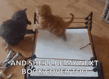 two kittens are fighting in a boxing ring with the caption and she 'll be my next book cover too .
