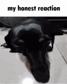 My Honest Reaction Dog GIF - My Honest Reaction Dog Dachshund GIFs