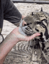 Clouded Leopard Teeth GIF - Clouded Leopard Teeth Canines GIFs
