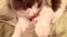 Can I Help You? GIF - Cat Toes Lick GIFs
