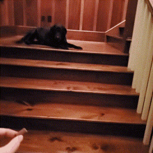 Dog Stairs GIF - Dog Stairs Calling Out GIFs