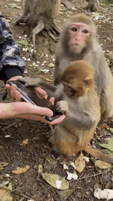 Monkey Funny GIF - Monkey Funny Monkey With Phone GIFs