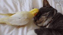Pester Bird Annoys Cat GIF - Pester Bird Annoys Cat Bird GIFs