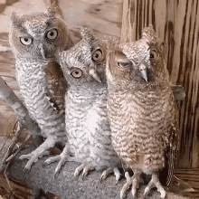 Who Owls GIF - Who Owls Owl GIFs