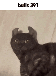 a black cat with horned ears is looking at the camera with the caption balls 391 above it
