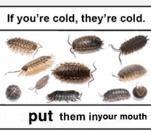 Isopod Rolly Polly GIF - Isopod Rolly Polly They'Re Cold GIFs