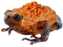 bean frog