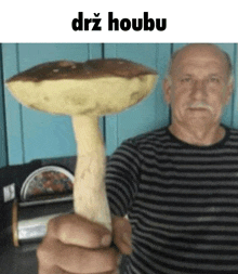 a man in a striped shirt is holding a large mushroom in front of a blue wall ..
