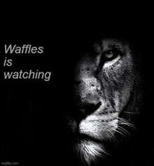 a black and white photo of a lion 's face with the caption waffles is watching