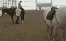 Animals Horse GIF - Animals Horse Kick GIFs