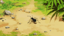 sonny ant