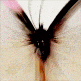 a close up of a butterfly 's wings with a blurred background