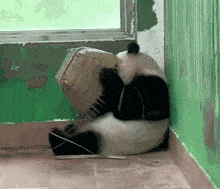 a panda bear is laying on its back with a bucket on its head