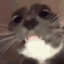 Cat Call GIF - Cat Call Funny Face GIFs