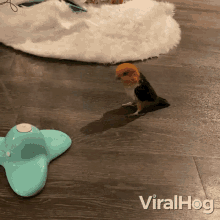 Confused Parrot Viralhog GIF - Confused Parrot Viralhog What Is That GIFs