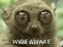 Wideawake Cantsleep GIF - Wideawake Cantsleep Awake GIFs
