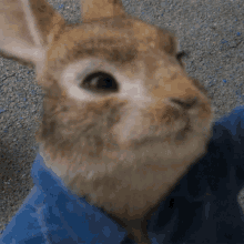 Smirk Peter Rabbit GIF - Smirk Peter Rabbit Peter Rabbit2the Runaway GIFs