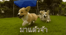หมาวิ่ง มาแล้ว หมา GIF - Dog Run Running Dog Im Coming GIFs