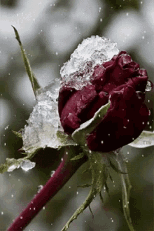 It'S Always Snowing In Christmas GIF - Snowing Red Rose W Inter Rose GIFs