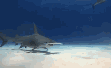 Hammerhead Shark GIF - Hammer Head Shark Discovery GIFs