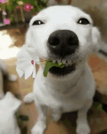 笑う犬 GIF