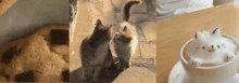 Cat GIF - Cat GIFs