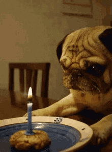 Happy Birthday GIF - Happy Birthday Pugs GIFs