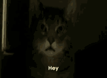 a cat standing in a doorway with the word hey written below it