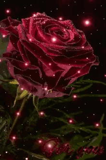 Animated Rose GIFs | Tenor