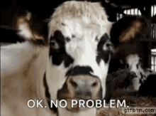 Cow Chewing GIF - Cow Chewing Eating GIFs