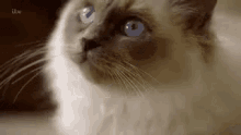 Curiosa Gatinha GIF - Curious Cat GIFs