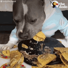 Tacos Pitbull GIF